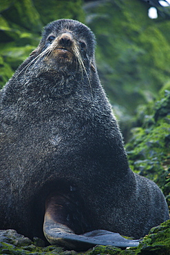  Wild Male Northern fur seals, endangered, colony, rookery, haul out, raft, above and in water. Bering Islands (Bering Sea) Russia, Asia.  MORE INFO: This sea lion in the largest member of the eared seals.