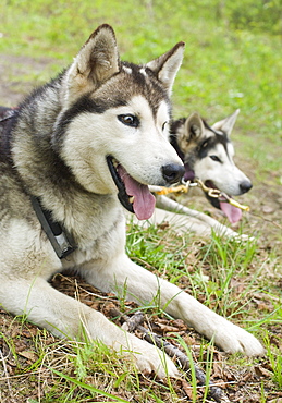 Captive Male Siberian Huskies at the Siberian K9 Kennel and Lodge, Petropavlovsk (Kamchatka) Russia, Asia.  MORE INFO: Dogs used for sled pulling and races.