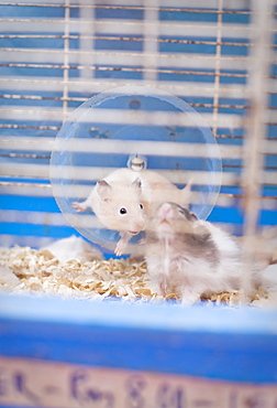 Captive juvenile, hamsters, being sold at market.  Kota Kinabalu, Sabah, Borneo, Asia