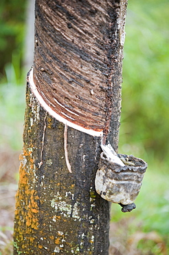 rubber tapping, rubber tree.  Kampung Kiau Nulu Village, Sabah, Borneo, Asia