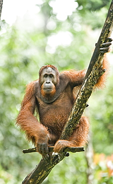 Wild Adult Male Orangutan (Pongo Pygmaeus). Endangered.   Sepilok Orangutan Rehabilitation Centre, Sandakan, Sabah, Malaysia