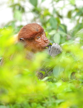 Wild Adult Proboscis Monkey (Nasalis larvatus). Endangered.; Sepilok Orangutan Rehabilitation Centre; Sandakan; Sabah; Borneo; Malaysia