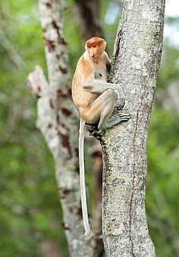 Wild Adult Proboscis Monkey (Nasalis larvatus). Endangered.; Sepilok Orangutan Rehabilitation Centre; Sandakan; Sabah; Borneo; Malaysia