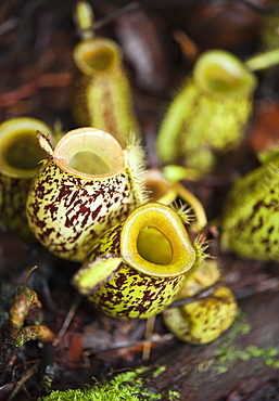 Pitcher Plants (Sarraceniaceae), Mulu National Park, Sarawak, Borneo, Malaysia