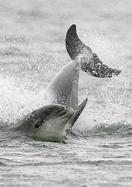 Two Bottlenose dolphins (Tursiops truncatus truncatus) play fighting with the head of one and tail of the other showing at the surface. Moray Firth, Scotland   (RR)