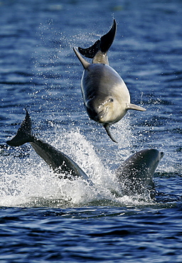 3 young Bottlenose Dolphin calves (Tursiops truncatus) having fun together. Moray Firth, Scotland.