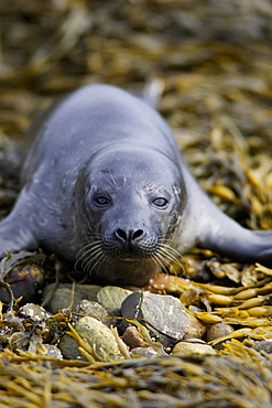 A Common Seal pup (Phoca vitulina) resting on seaweed covered shingle, North Kessock, Scotland.