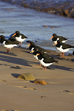 A group of Oystercatcher (Haematopus ostralegus) on a sand beach, Rosemarkie, Scotland.