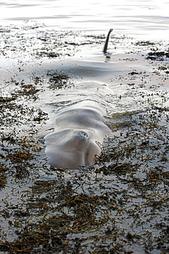 A dead juvenile Northern Bottlenose Whale (Hyperoodon ampullatus) lying stranded on its side in shallow water, it's eye visible, North Kessock, Scotland.