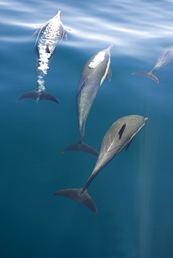 Common dolphins (Delphinus delphis) Gulf of California.A trio of common dolphin in various stages of exhaling.