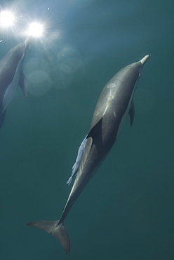 Common Dolphins. Baja, Mexico