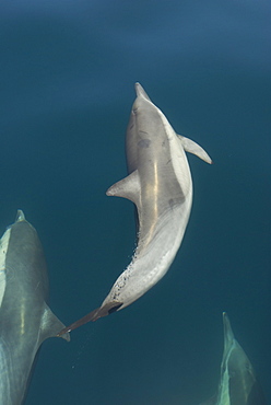 Common dolphin (Delphinus delphis) Gulf of California.A common dolphin trailing a stream of tiny bubbles.