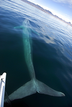 Blue whale (Balaenoptera musculus) Gulf of California.The entire length of a blue whale stretched out ahead of a whale watcing boat.