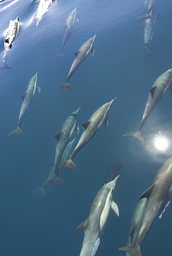 Common Dolphins. Baja, Mexico