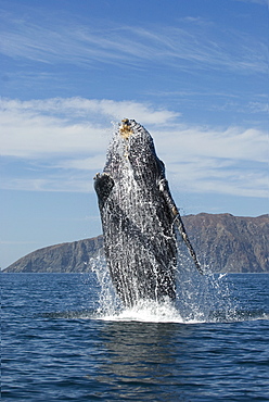 Humpback whale (megaptera novaeangliae) Gulf of California.A breaching humpback.