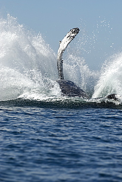 Humpback whale (megaptera novaeangliae) Gulf of California.A breaching humpback lands with its fin still raised aloft.