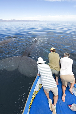 Sperm whale (physeter macrocephalus) Gulf of California. Th etail of a sperm whale stretched out beside a small boat.