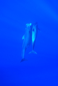 Short finned pilot whale (globicephala macrorynchus) Three juveniles socialising. Canary Islands.        (rr)