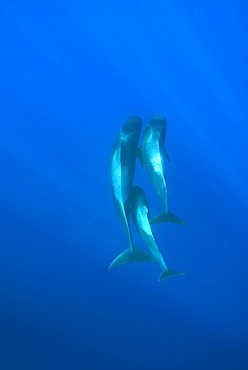 Short finned pilot whale (globicephala macrorynchus) A group of three displaying the habit of constantly touching when socialising. Canary Islands.        (rr)