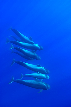 Short finned pilot whale (globicephala macrorynchus) A cluster of pilot whales descending into the blue. Canary Islands.        (rr)