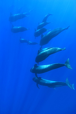 Short finned pilot whale (globicephala macrorynchus) A tight group of pilot whales begin to descend. Canary Islands.        (rr)