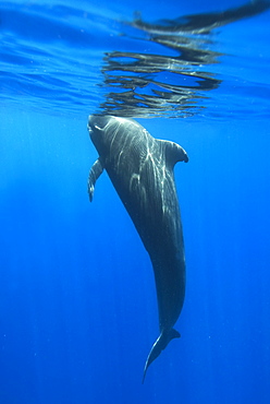 Short finned pilot whale (globicephala macrorynchus) A young pilot whale hangs just below the surface. Canary Islands.        (rr)