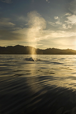 Blue whale (balaenoptera musculus) A blue whale blow at sunset. The Gulf of California. 