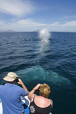 Blue whale (balaenoptera musculus) Tourists photographing a blue whale. The Gulf of California.