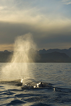 Sperm whale (physeter macrocephalus) A sperm whale blow at sunset. The Gulf of California.