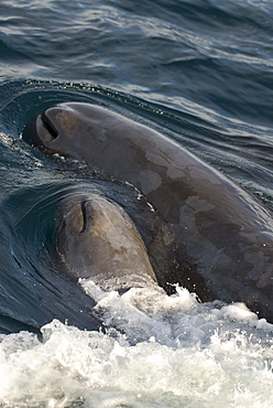 Sperm whale (physeter macrocephalus) Two socialising sperm whales. The Gulf of California.