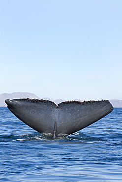 Blue whale (balaenoptera musculus)A blue whale tail showing the barnacles all along the trailing edge. The Gulf of California.