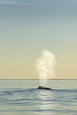 Blue whale (balaenoptera musculus) A blue whale blow. Gulf of California.