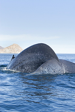 Blue whale (balaenoptera musculus) A blue whale tail stock as the animal dives. The Gulf of California.