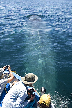 Blue whale (balaenoptera musculus) A blue whale passes underneath tourists in a small boat. The Gulf of California.