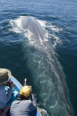 Blue whale (balaenoptera musculus) A blue whale passes underneath tourists in a small boat. The Gulf of California.