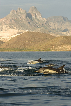 Common dolphin (delphinus delphis)A common dolphin in early morning light. Gulf of California.