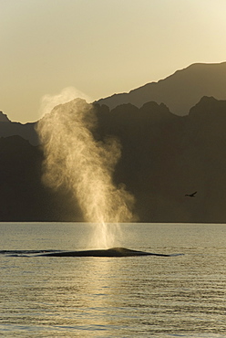 Fin whale (balaenoptera physalus) The blow of a fin whale. Gulf of California.