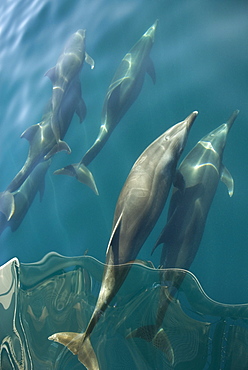 Bottlenose dolphin (tursiops truncatus) Bowriding dolphins in the reflective waters of a calm day. Gulf of California.