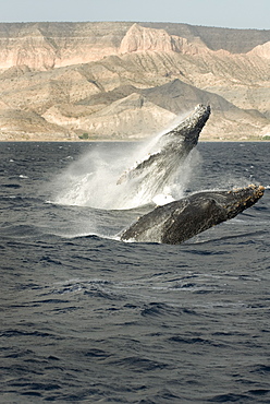 Humpback whale (megaptera novaeangliae) Two breaching humpbacks in a choppy sea. Gulf of California.