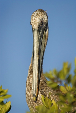 Brown pelican (pelecanus occidentalis) The beedy stare of a watchful pelican. Gulf of California.