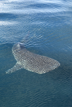 Whale shark (rincodon typus) A whale shark at the surface. Gulf of California