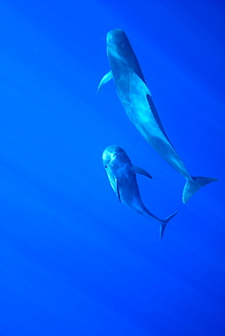 Short finned pilot whale (globicephala macrocephalus) A curious young pilot whale hanging beside it's mother. Canary Islands