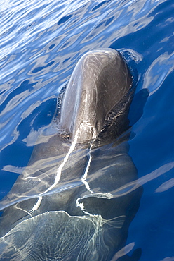 Sperm whale (physeter macrocephalus) . A relaxed sperm whale rolls onto it's back beside a yacht, showing the mouth quite clearly. Eastern Caribbean