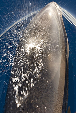 Melon headed whales (Electra dolphin)  . Looking down the blowhole of a melon headed whale. Eastern Caribbean