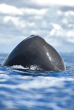 Sperm whale (physeter macrocephalus). The tip of a sperm whale's head breaks the surface. Eastern Caribbean