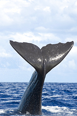 Sperm whale (physeter macrocephalus)  . A sperm whale tail. Eastern Caribbean