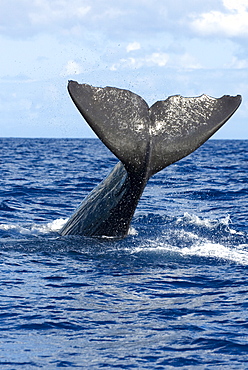 Sperm whale (physeter macrocephalus)  . A sperm whale tail. Eastern Caribbean