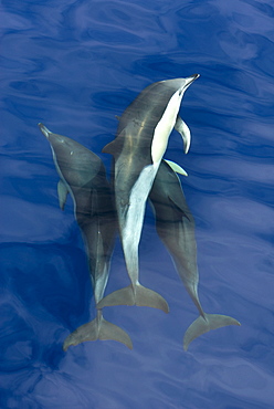 Common dolphins (Delphinus delphis) close together, Azores, Portugal, Atlantic, Europe