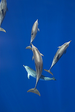 Spotted dolphins (Stenella frontalis) in silky water, Azores, Portugal, Atlantic, Europe