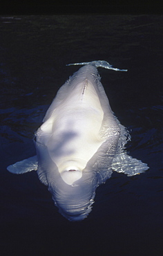 Blowhole of beluga (Delphinapterus leucas).